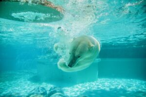 Polar bear in a zoo